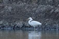 Aigrette de Chine