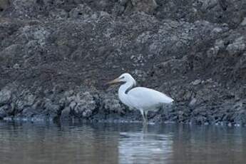 Aigrette de Chine