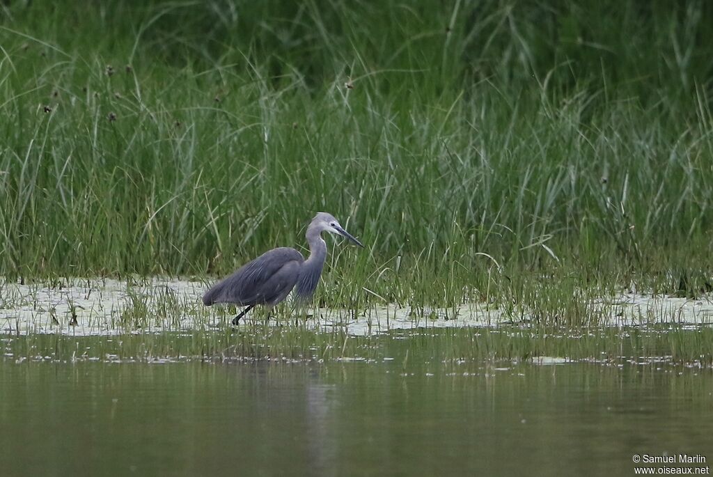 Aigrette des récifsadulte