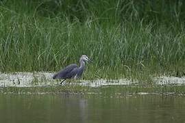 Western Reef Heron