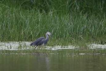 Aigrette des récifs