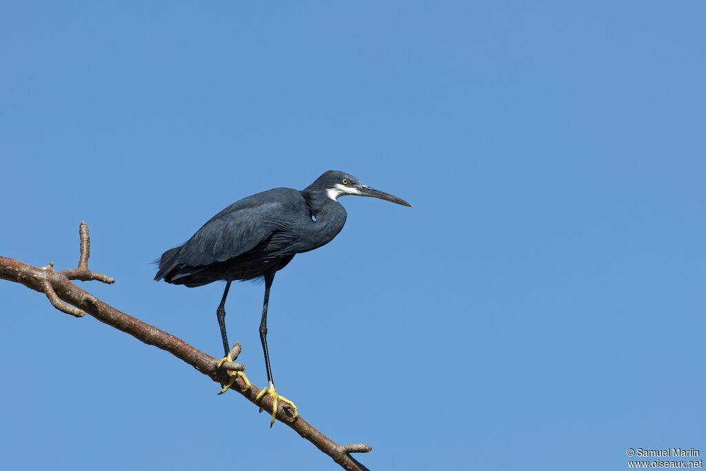 Western Reef Heronadult