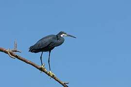 Western Reef Heron