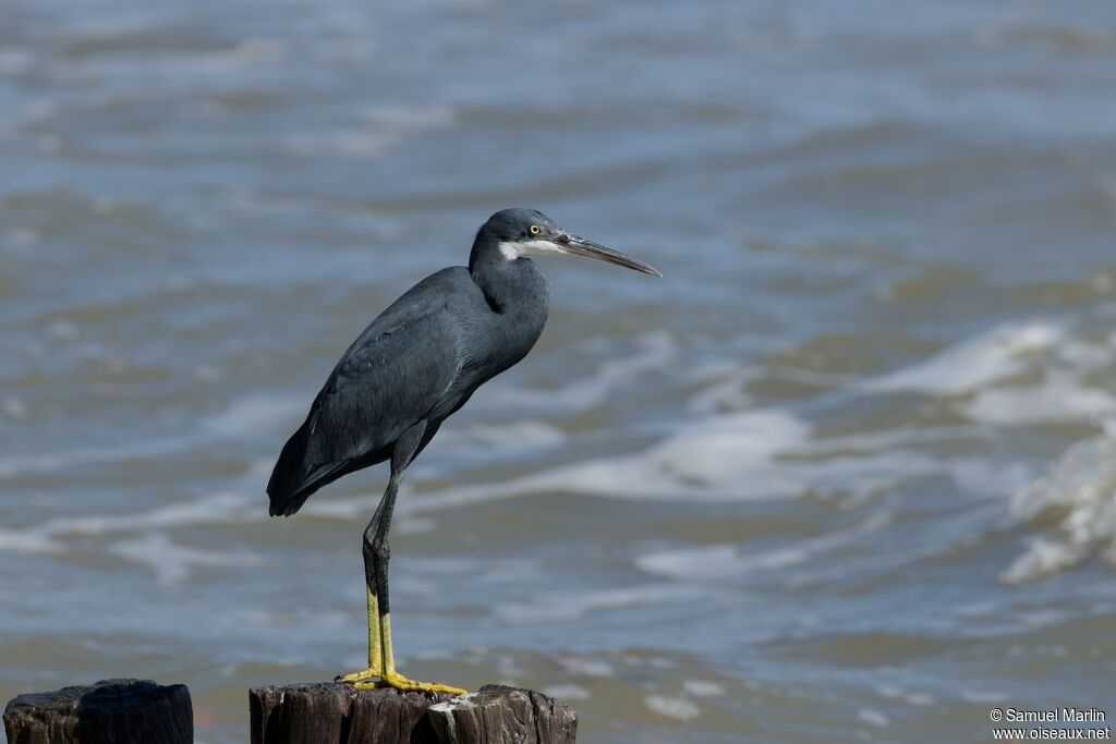 Western Reef Heronadult