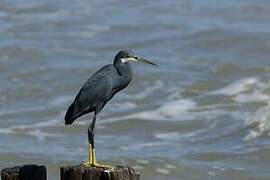 Western Reef Heron