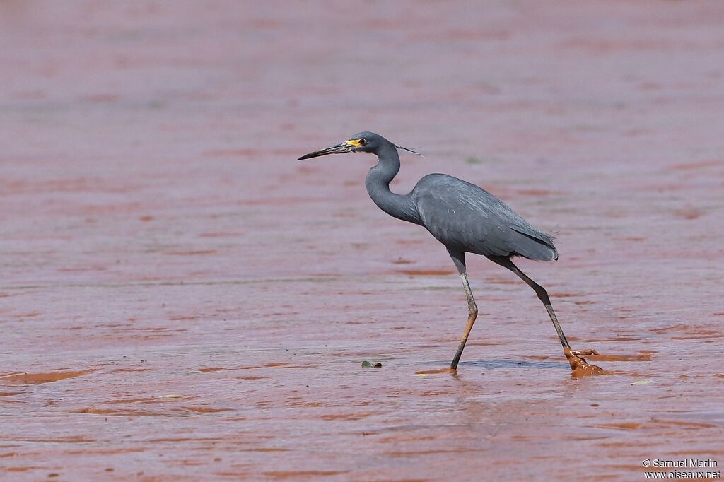 Aigrette dimorphe