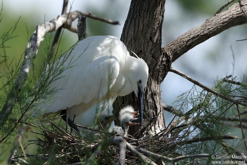 Little Egret, Reproduction-nesting