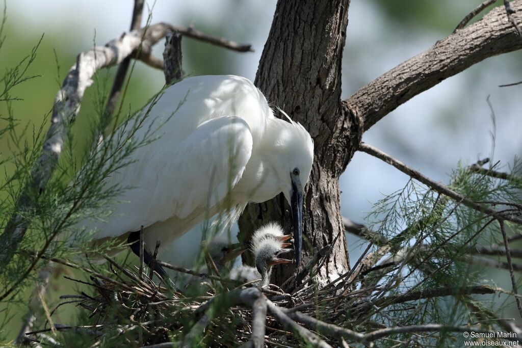 Aigrette garzette, Nidification