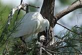 Aigrette garzette