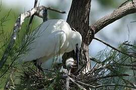 Little Egret