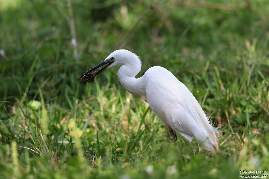 Aigrette garzetteadulte, mange