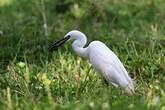 Aigrette garzette