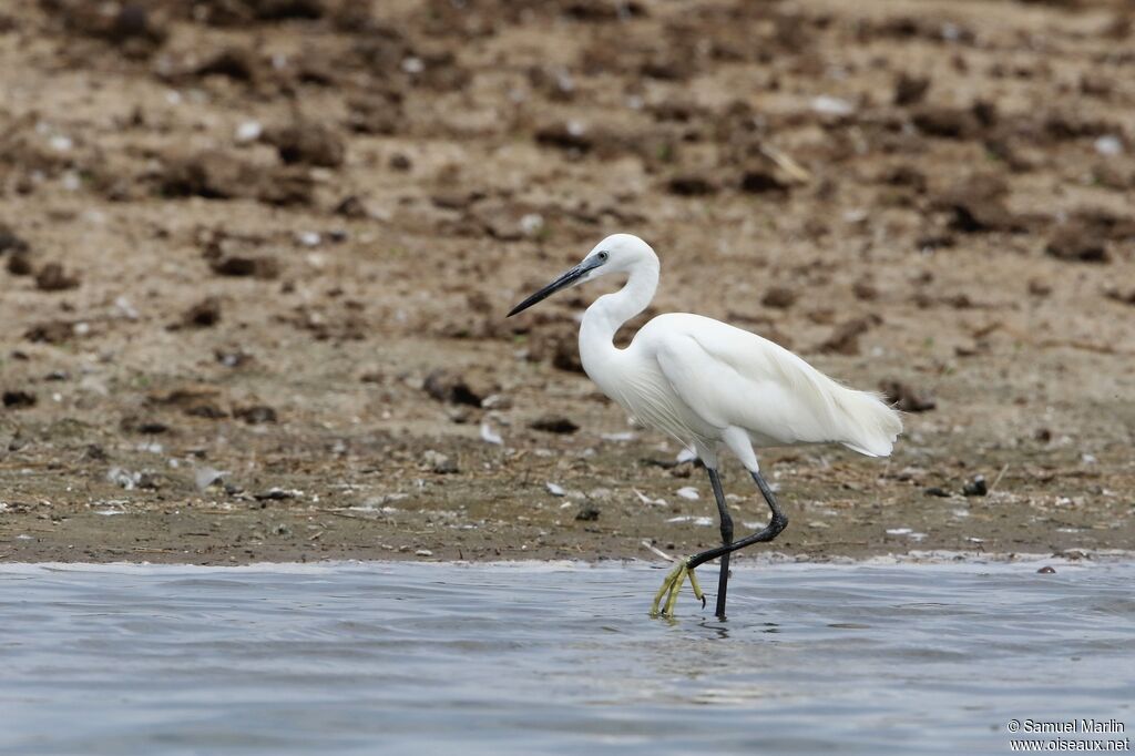 Little Egretadult