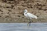 Aigrette garzette