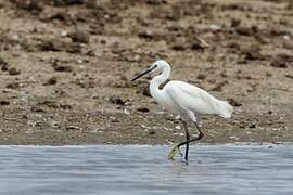 Little Egret