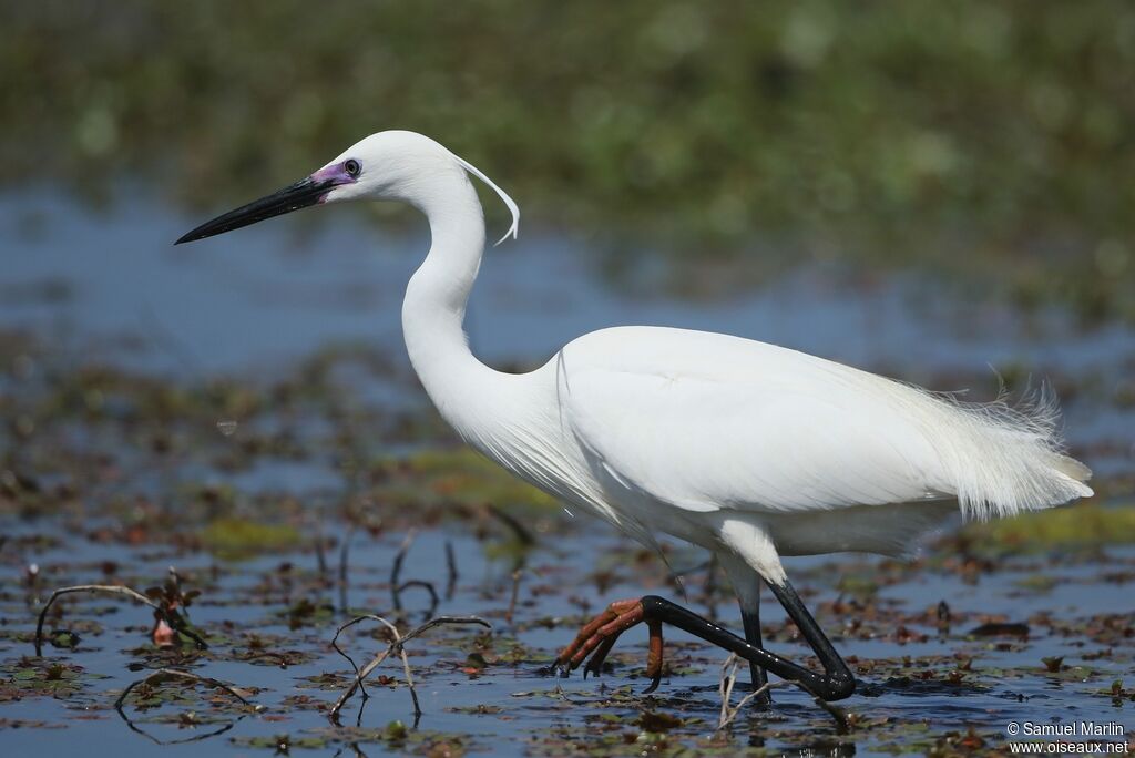 Little Egretadult