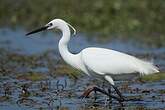 Aigrette garzette