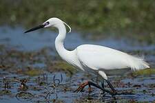 Aigrette garzette