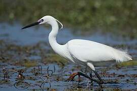 Aigrette garzette