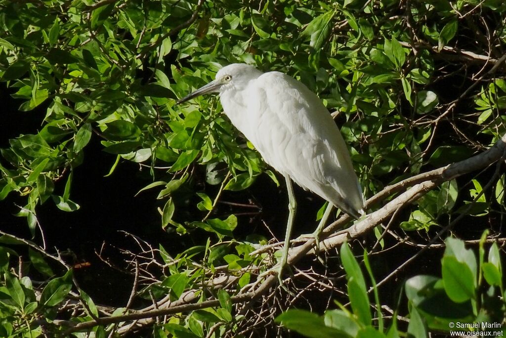 Snowy Egret