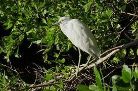 Snowy Egret