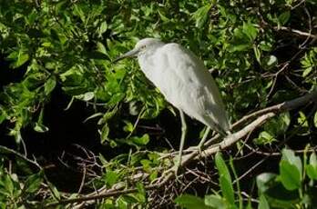 Aigrette neigeuse