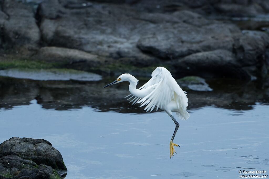 Snowy Egretadult, Flight