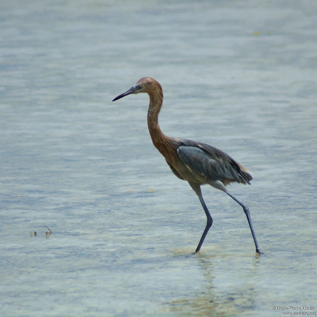 Aigrette roussâtre mâle adulte