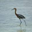 Aigrette roussâtre