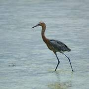 Reddish Egret