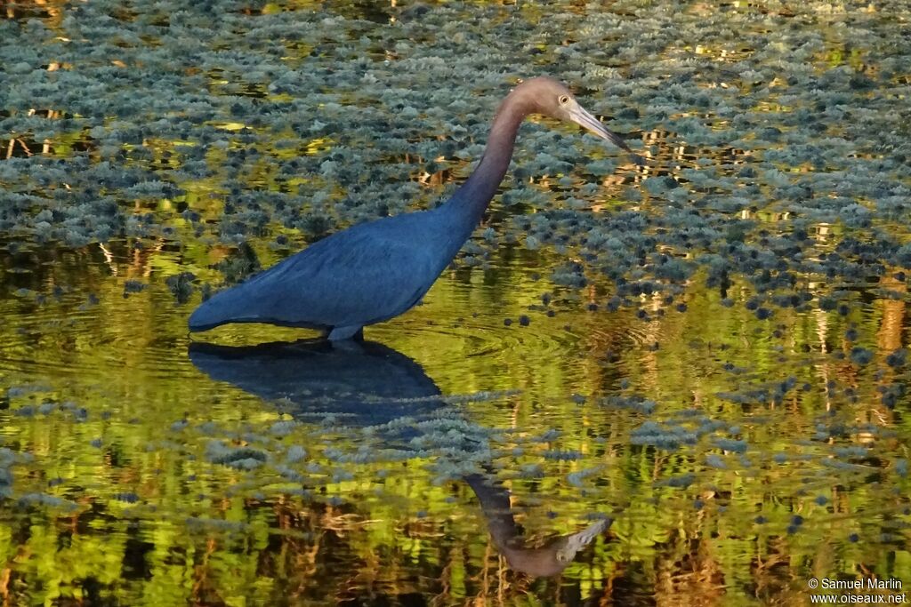 Reddish Egret male adult