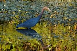 Reddish Egret