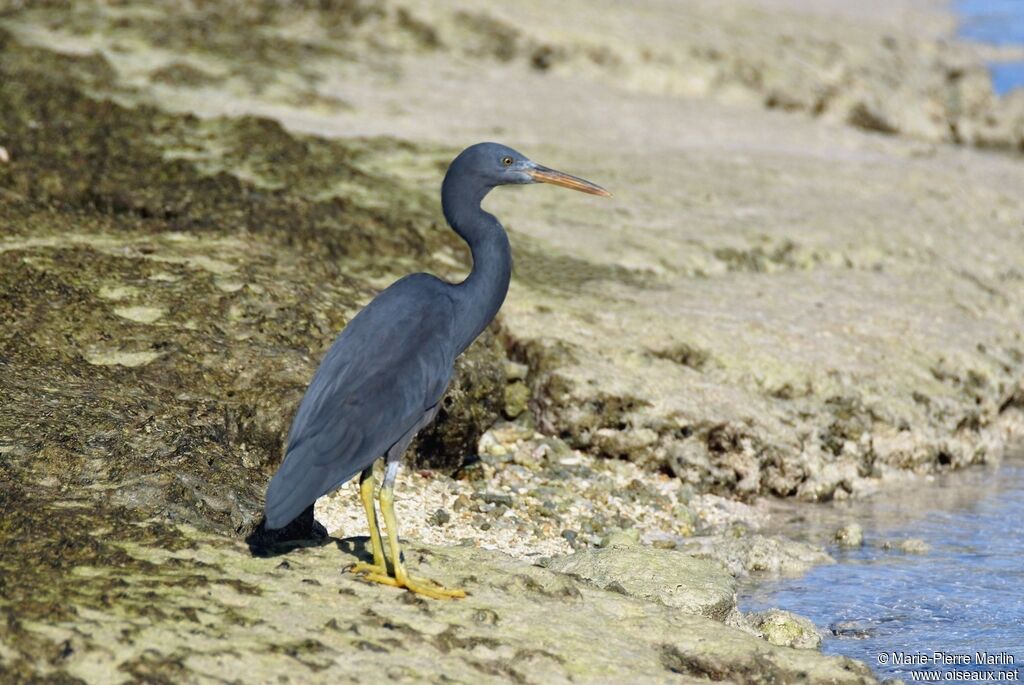 Aigrette sacrée mâle adulte