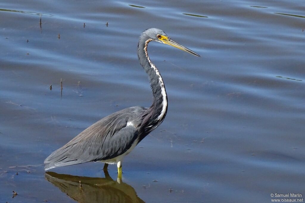 Tricolored Heronadult