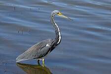 Aigrette tricolore