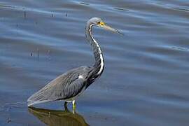 Tricolored Heron