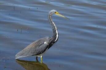 Aigrette tricolore