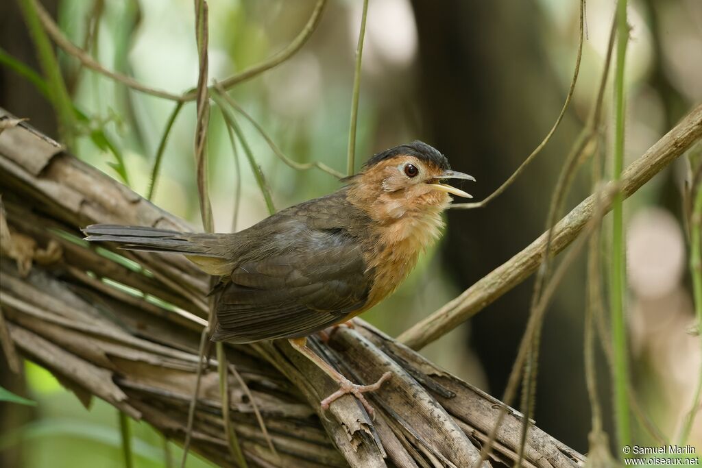 Brown-capped Babbleradult