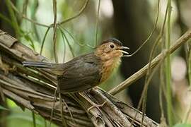 Brown-capped Babbler