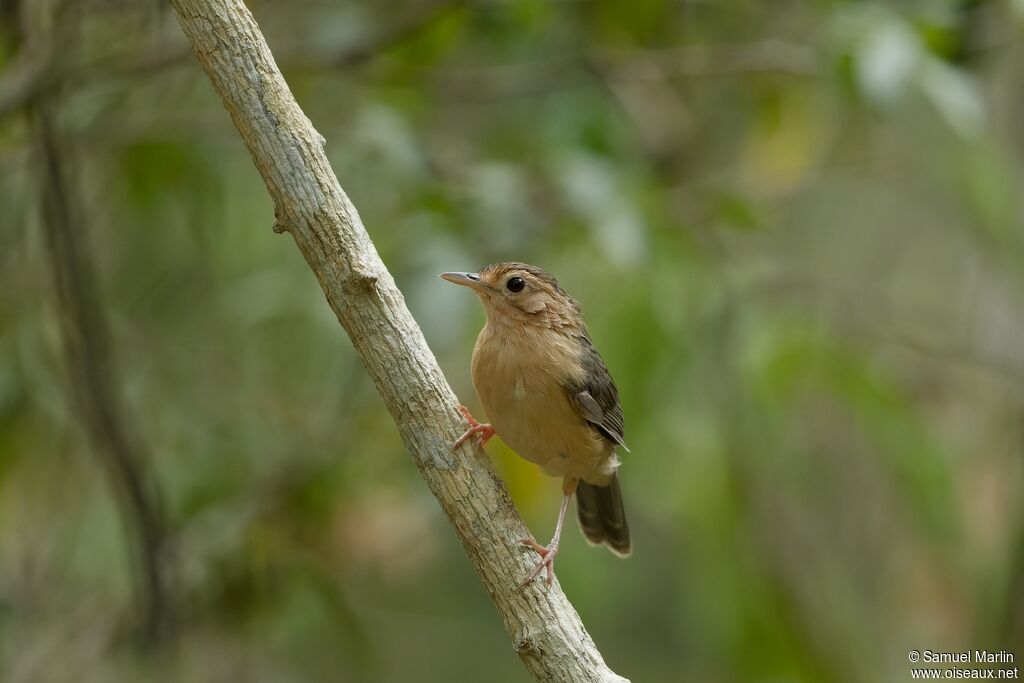 Brown-capped Babbleradult