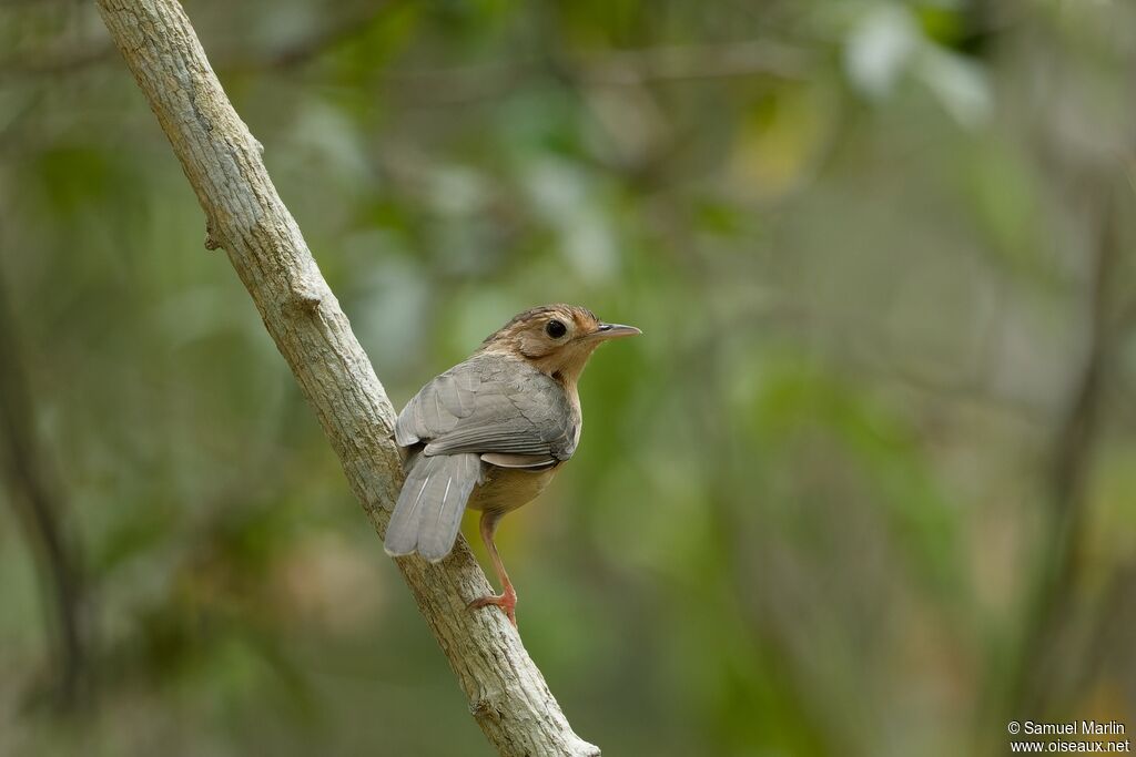 Brown-capped Babbler