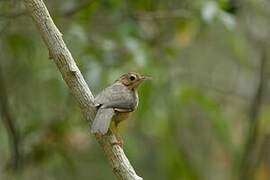 Brown-capped Babbler