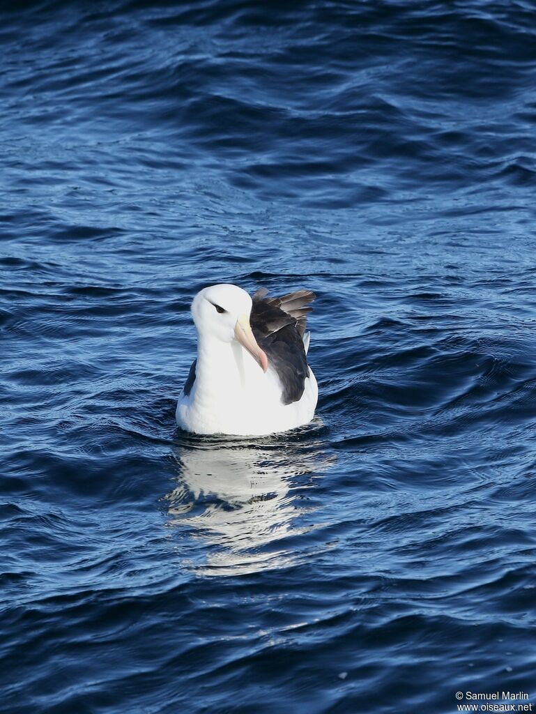 Albatros à sourcils noirsadulte