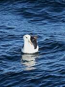 Black-browed Albatross