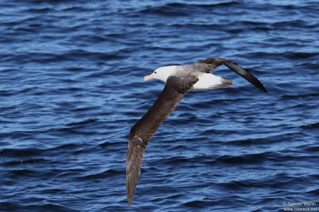 Albatros à sourcils noirs