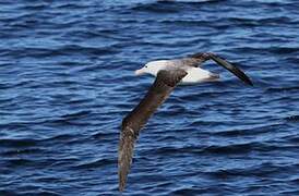 Black-browed Albatross