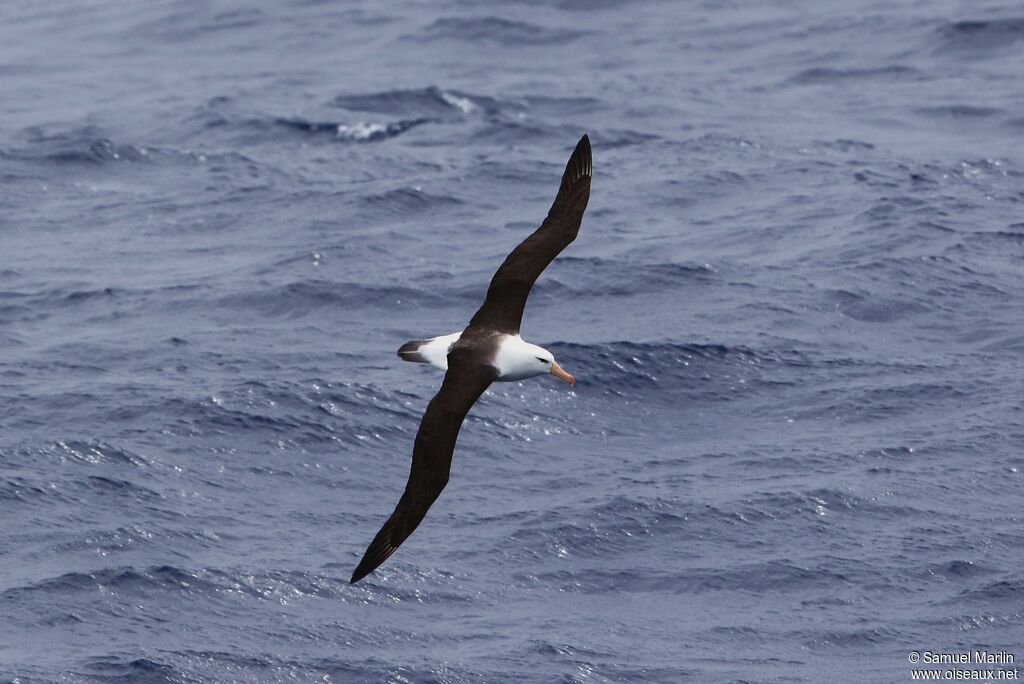 Black-browed Albatrossadult, Flight