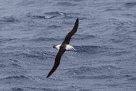 Black-browed Albatross