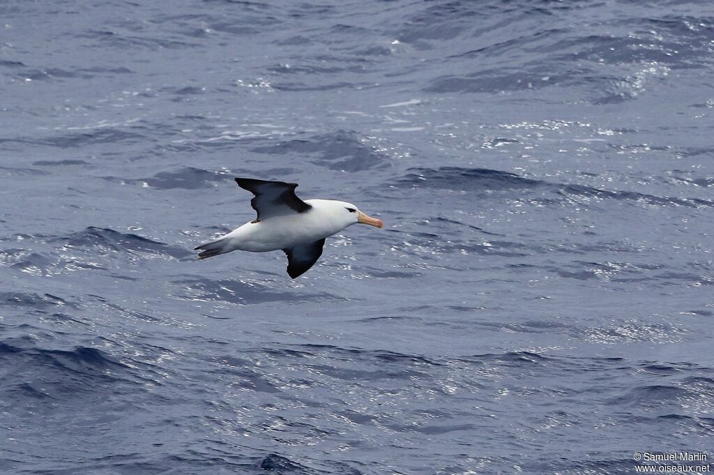 Black-browed Albatrossadult