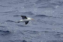 Black-browed Albatross